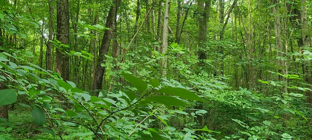 $269,500 | 45-acres 108th Avenue, Pullman, MI 49450