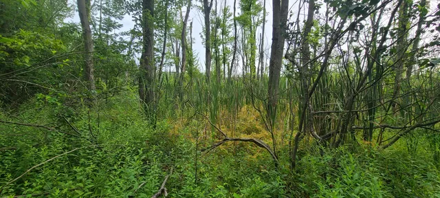 $269,500 | 45-acres 108th Avenue, Pullman, MI 49450