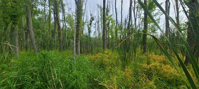 $269,500 | 45-acres 108th Avenue, Pullman, MI 49450