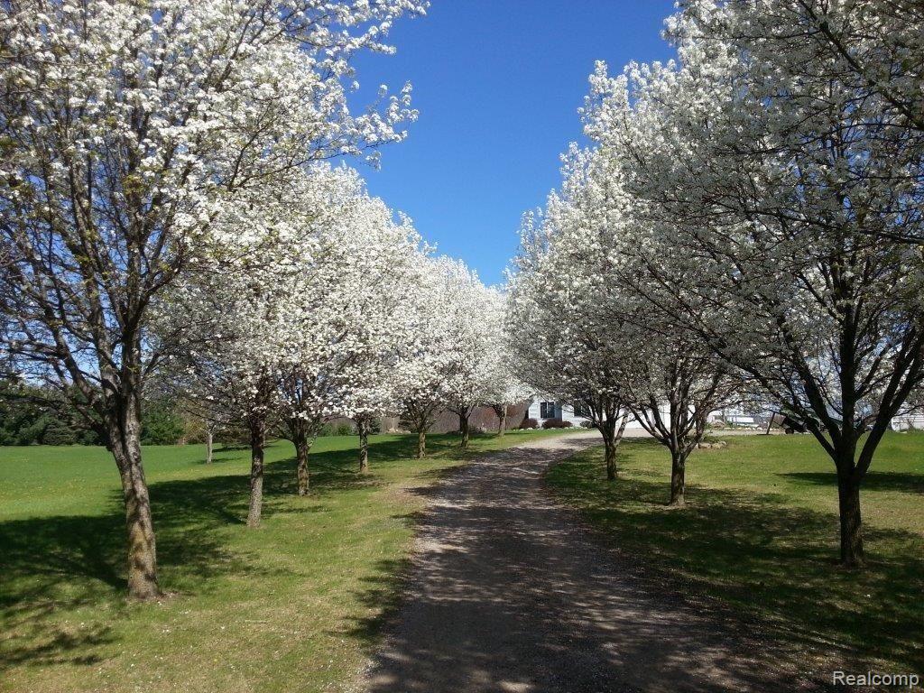 5294 West Oregon Road Lapeer, MI 48446 - Photo 11 of 78 Flowered Tree Lined Driveway.jpg