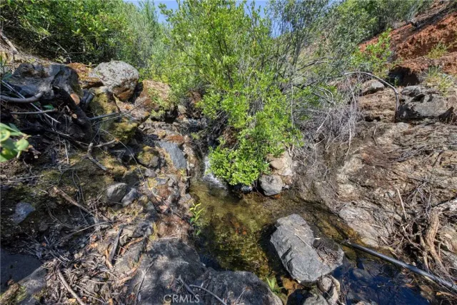 a view of a forest with lots of trees