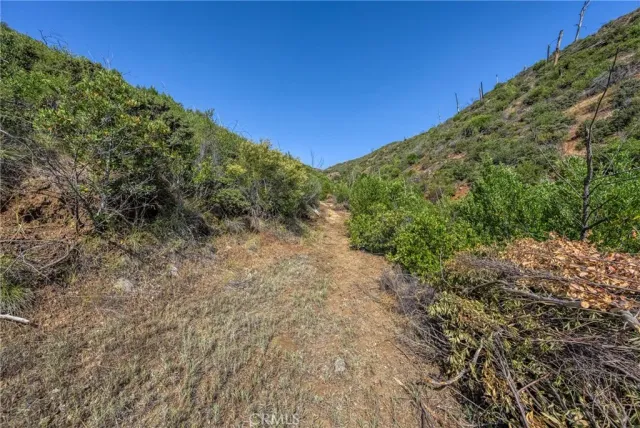 a view of a forest with lots of trees