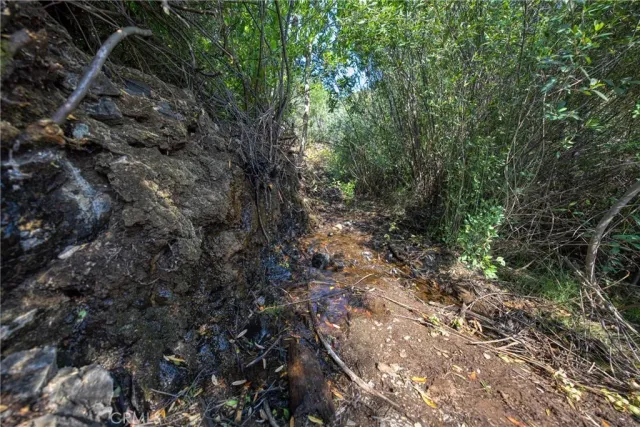 a view of a tree in a forest