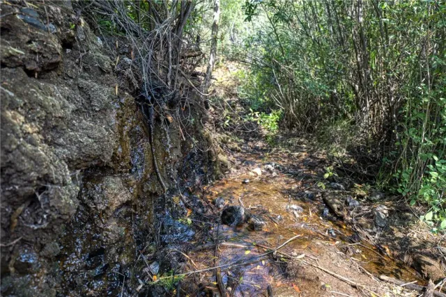 a plant that is in a garden