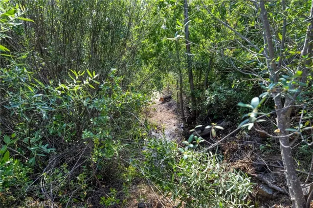 a view of a large trees with mountains in the background