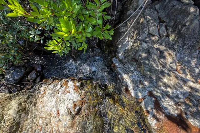 a view of a large trees with lots of bushes
