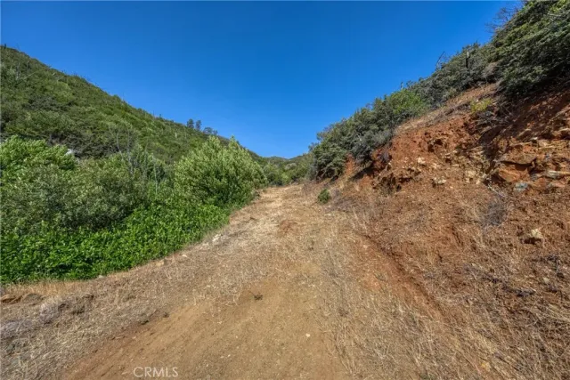 a view of a forest with a lush green forest
