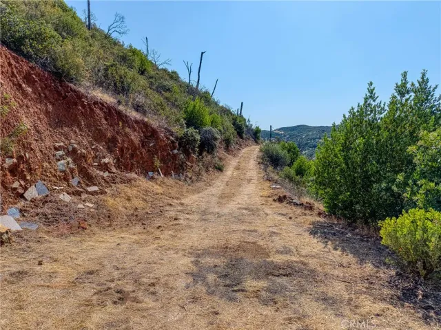 a view of a forest with a mountain in the background
