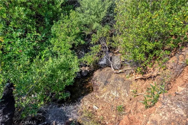 a view of a forest with lush green forest