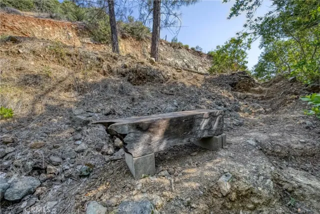 a view of a plants in front of a tree
