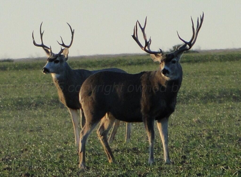 11400 Busan Way Canyon, TX 79015 - Photo 2 of 107 IMG_1585