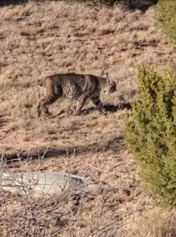 $739,900 | 11400 Busan Way, Canyon, TX 79015