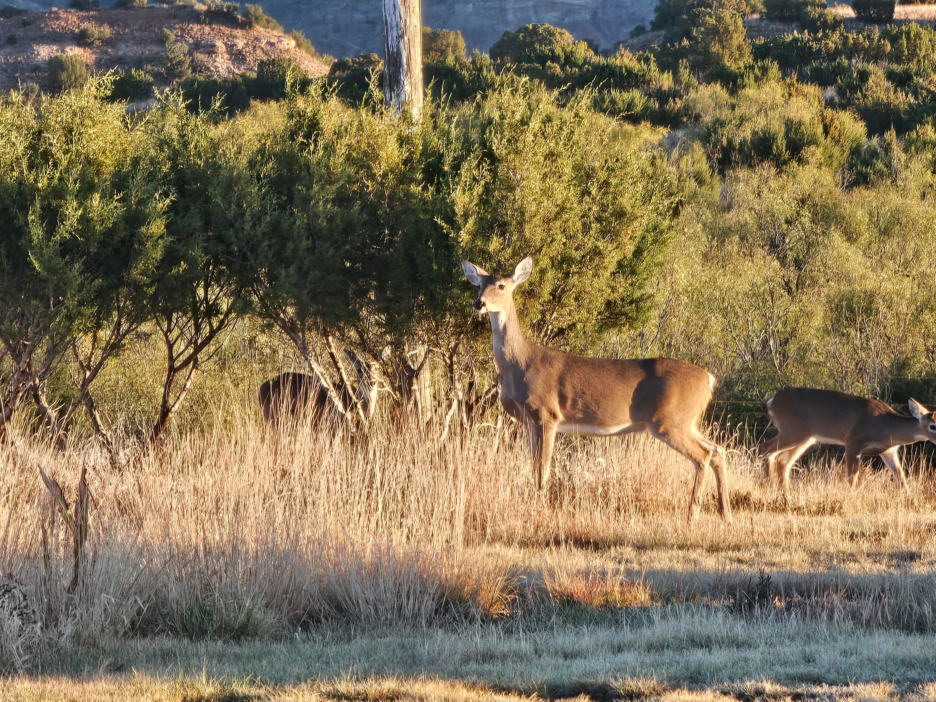 11400 Busan Way Canyon, TX 79015 - Photo 73 of 107 front view of a house with a yard
