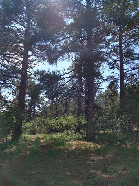 44z S Norwood, CO 81423 - Photo 12 of 33