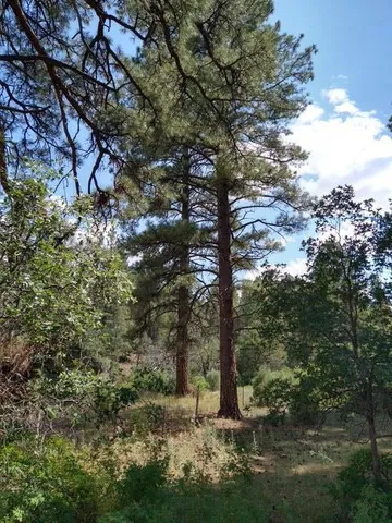 a view of a field of grass and trees