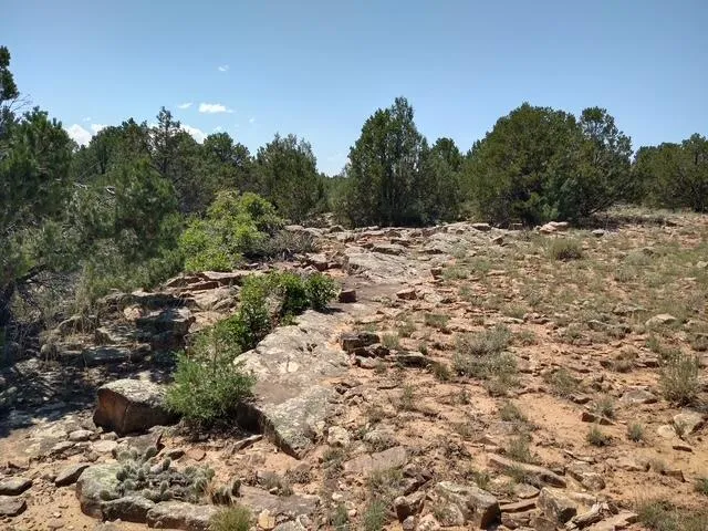a view of a dry yard with trees in the background