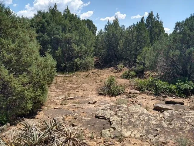 a view of a forest with a tree