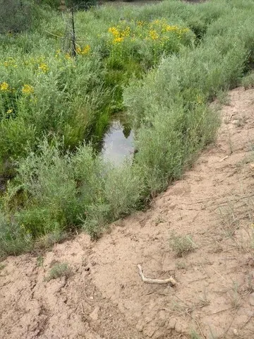 a view of a forest with trees in the background