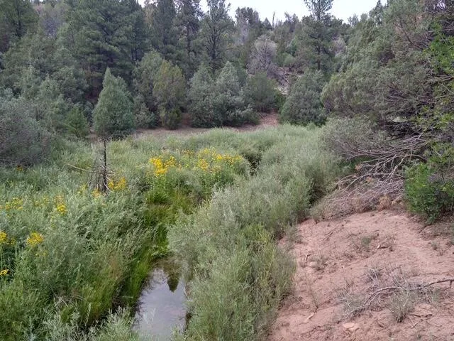 a view of a forest with trees in the background