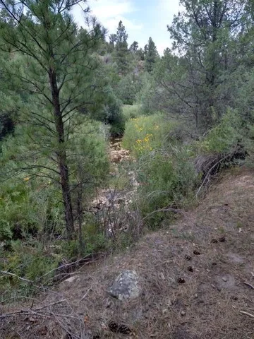 a view of a forest with trees in the background