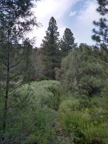 a backyard of a house with lots of trees