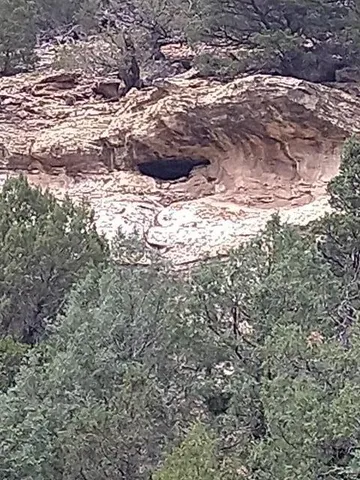 a view of a forest filled with trees