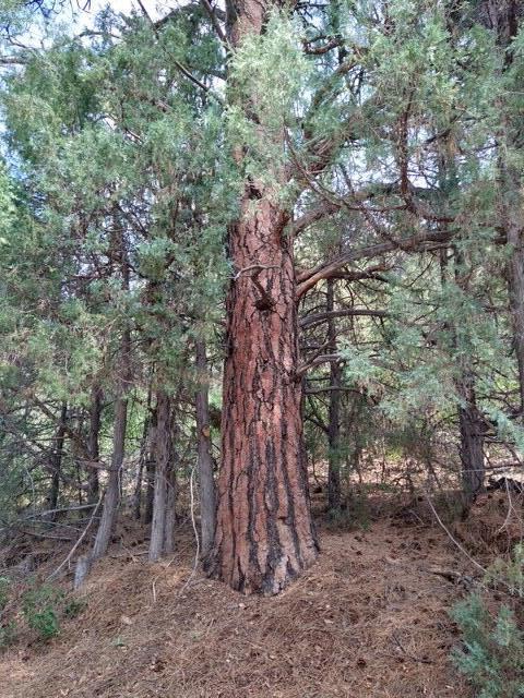 44z S Norwood, CO 81423 - Photo 29 of 33 a view of a forest filled with trees