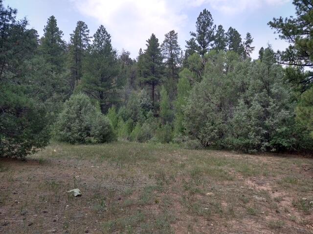 44z S Norwood, CO 81423 - Photo 30 of 33 a view of a field with trees in background