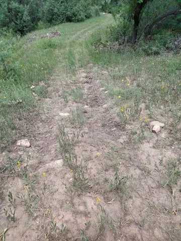 a view of a dry yard with lots of green space