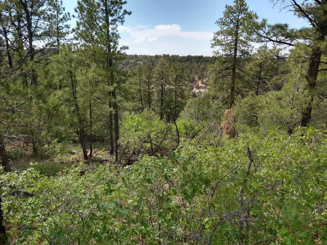 a view of a green field with lots of bushes