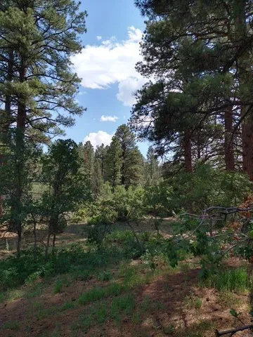 a view of a yard with a tree