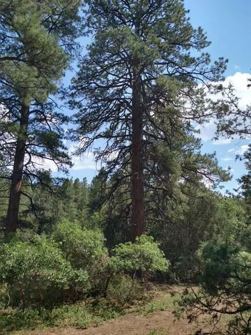 a view of a forest with lots of trees
