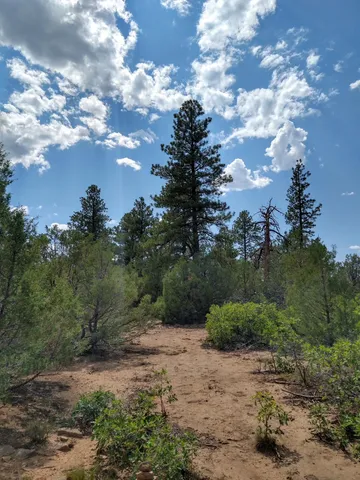 a view of a pathway with a tree in the background