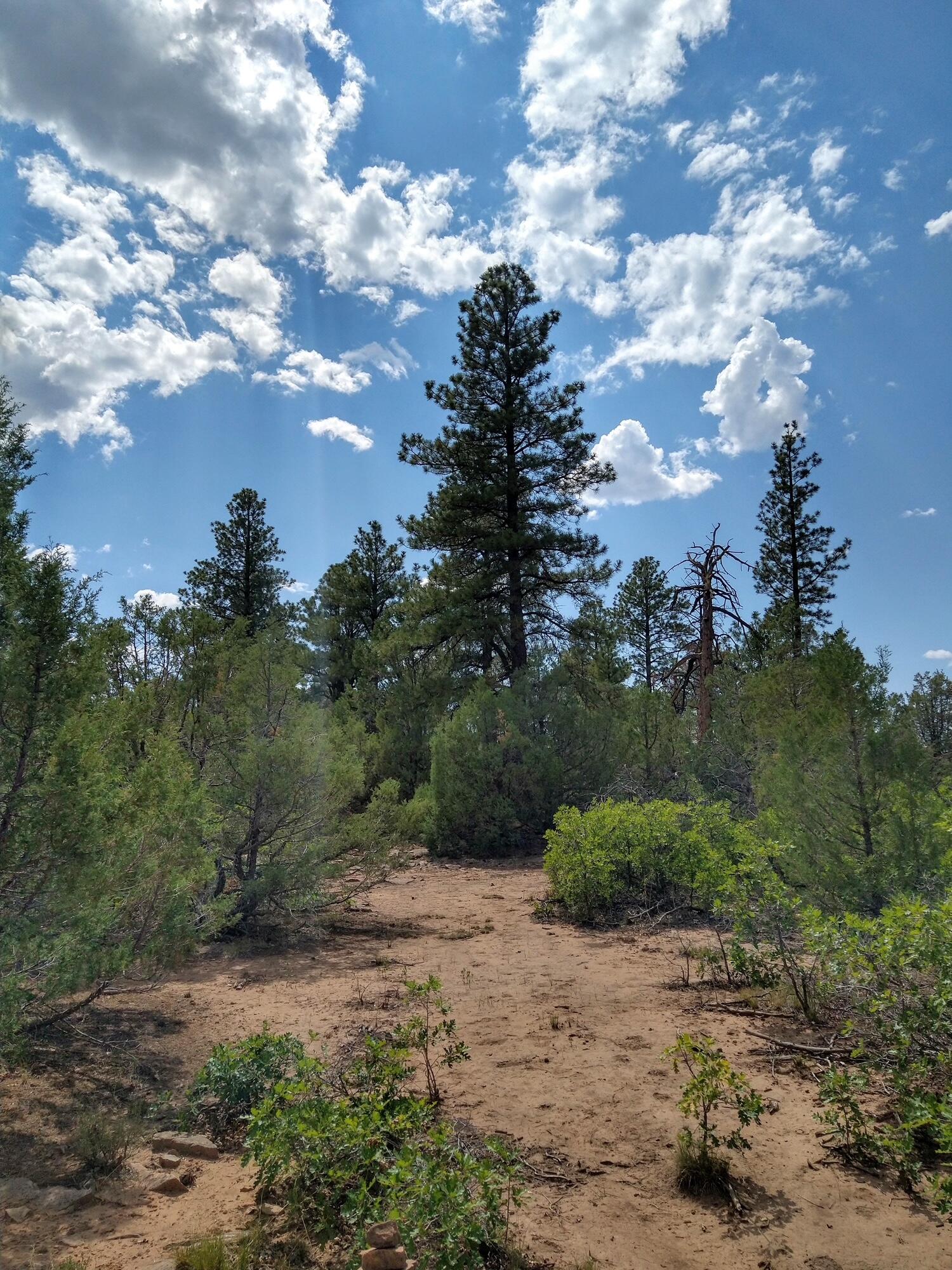 44z S Norwood, CO 81423 - Photo 9 of 33 a view of a pathway with a tree in the background