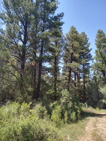 a view of a yard with large trees