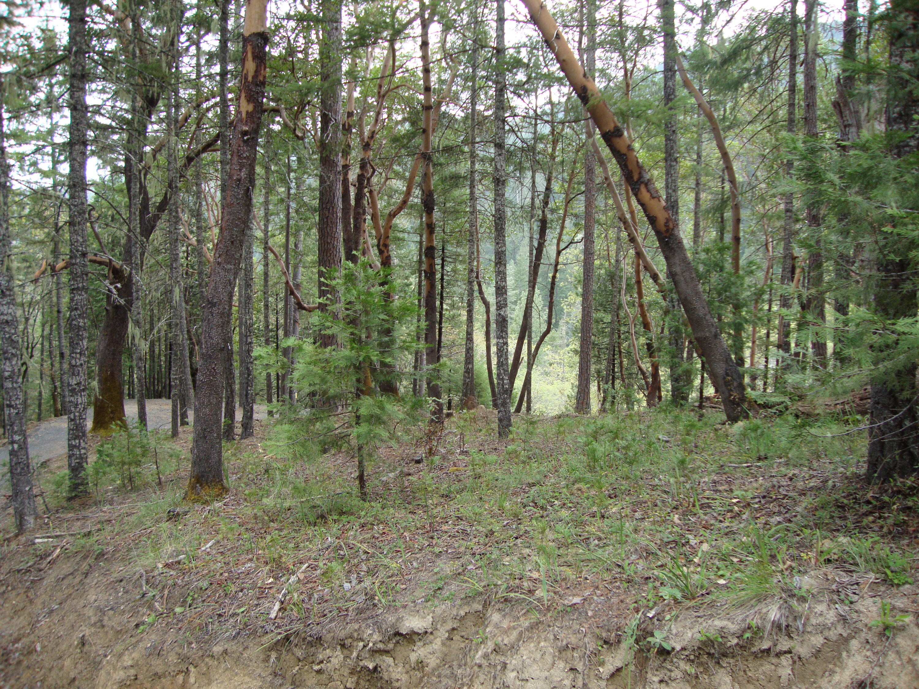 36510 Ditch Creek Road Rogue River, OR 97537 - Photo 16 of 17 DSC03661