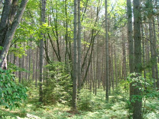 40-ac Off Sand Lake Road Harshaw, WI 54529 - Photo 3 of 4 Gallery Image 3