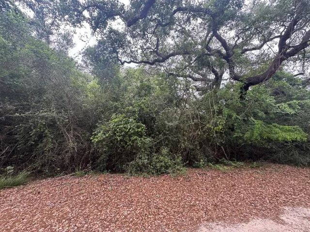 a view of a yard with trees