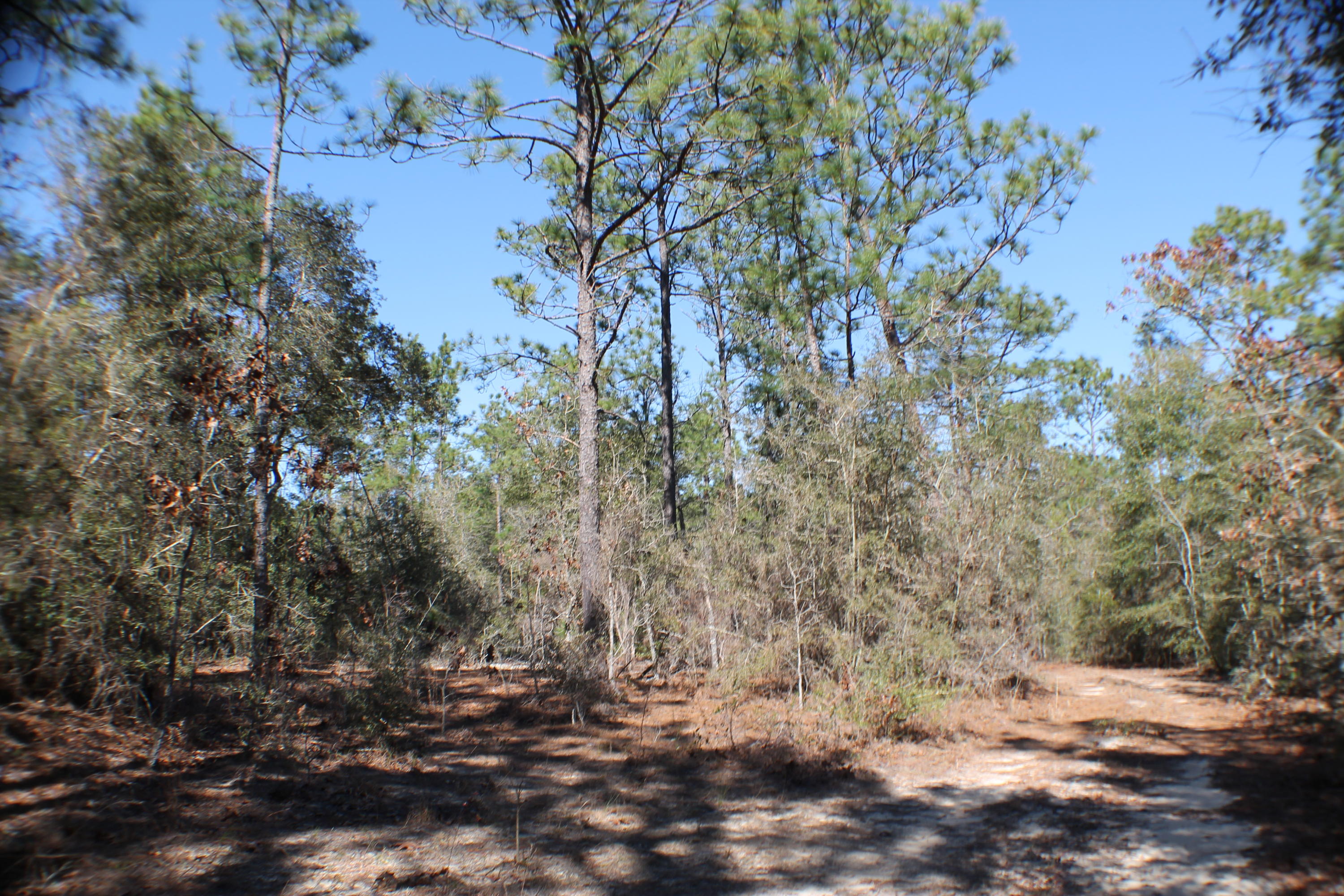 13-ac Old River Road Baker, FL 32531 - Photo 13 of 16 IMG_6350