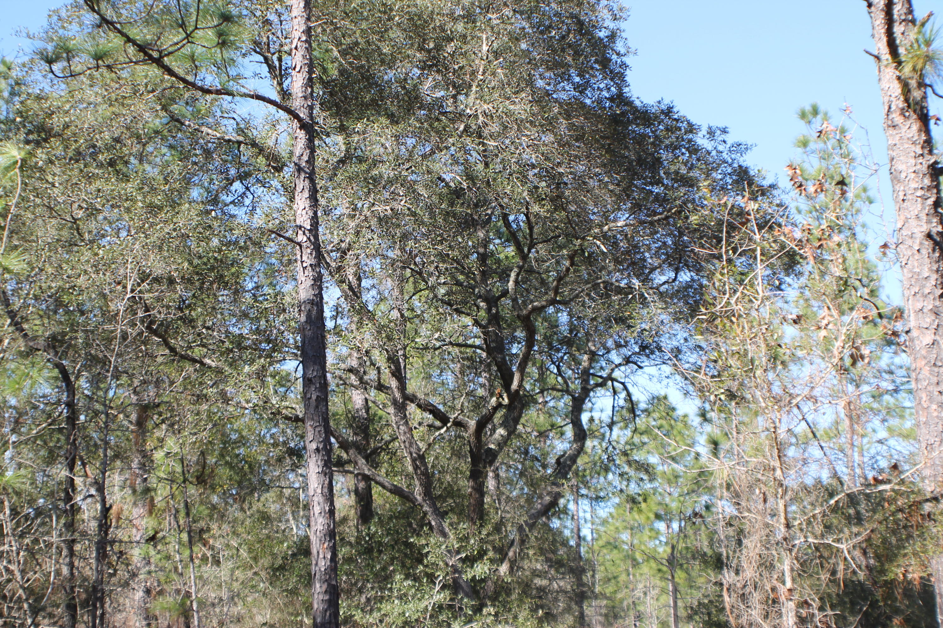 13-ac Old River Road Baker, FL 32531 - Photo 15 of 16 IMG_6352