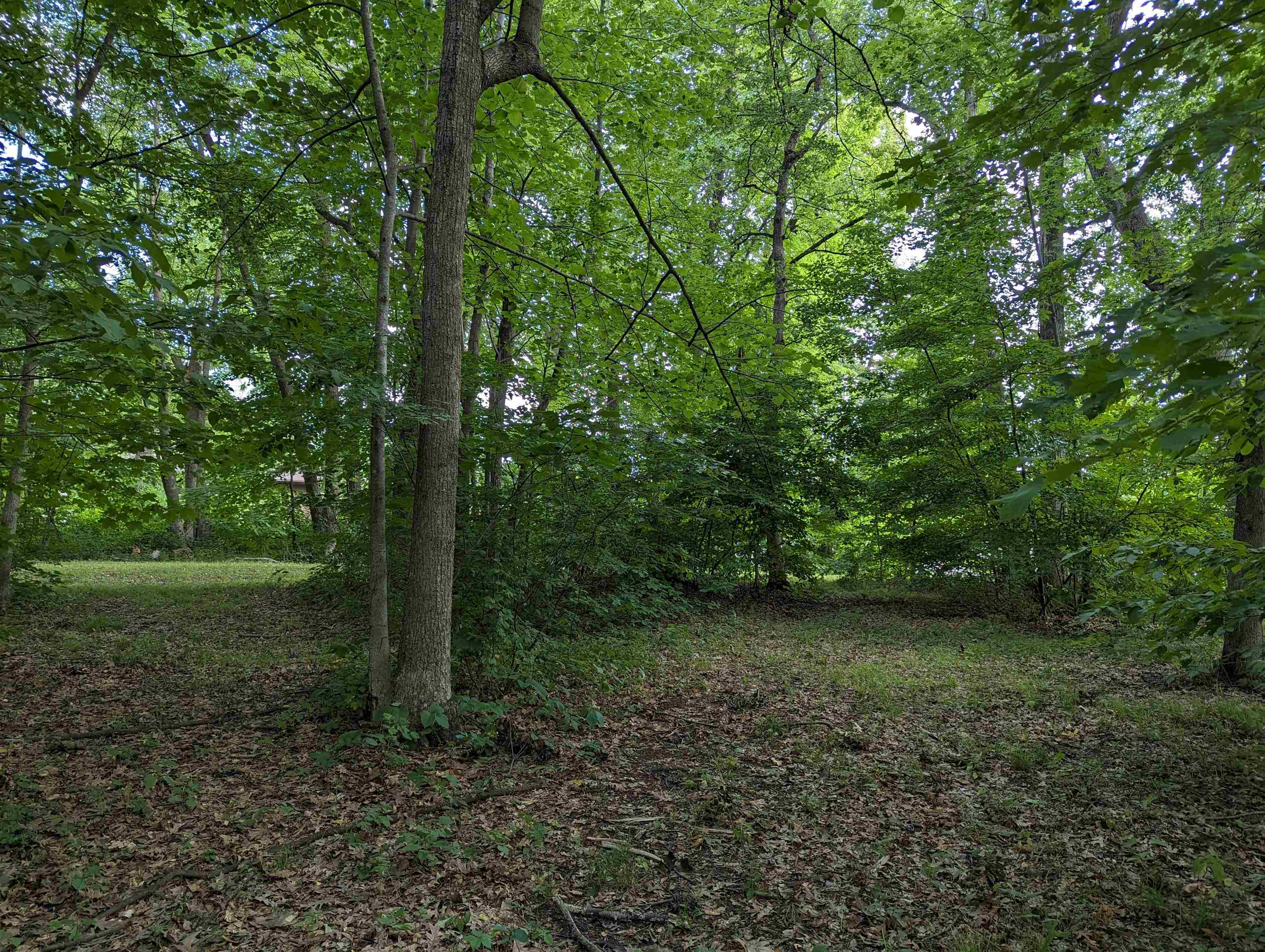 399 Eyre Lane Lake Summerset, IL 61019 - Photo 2 of 22 a view of a forest with trees in the background