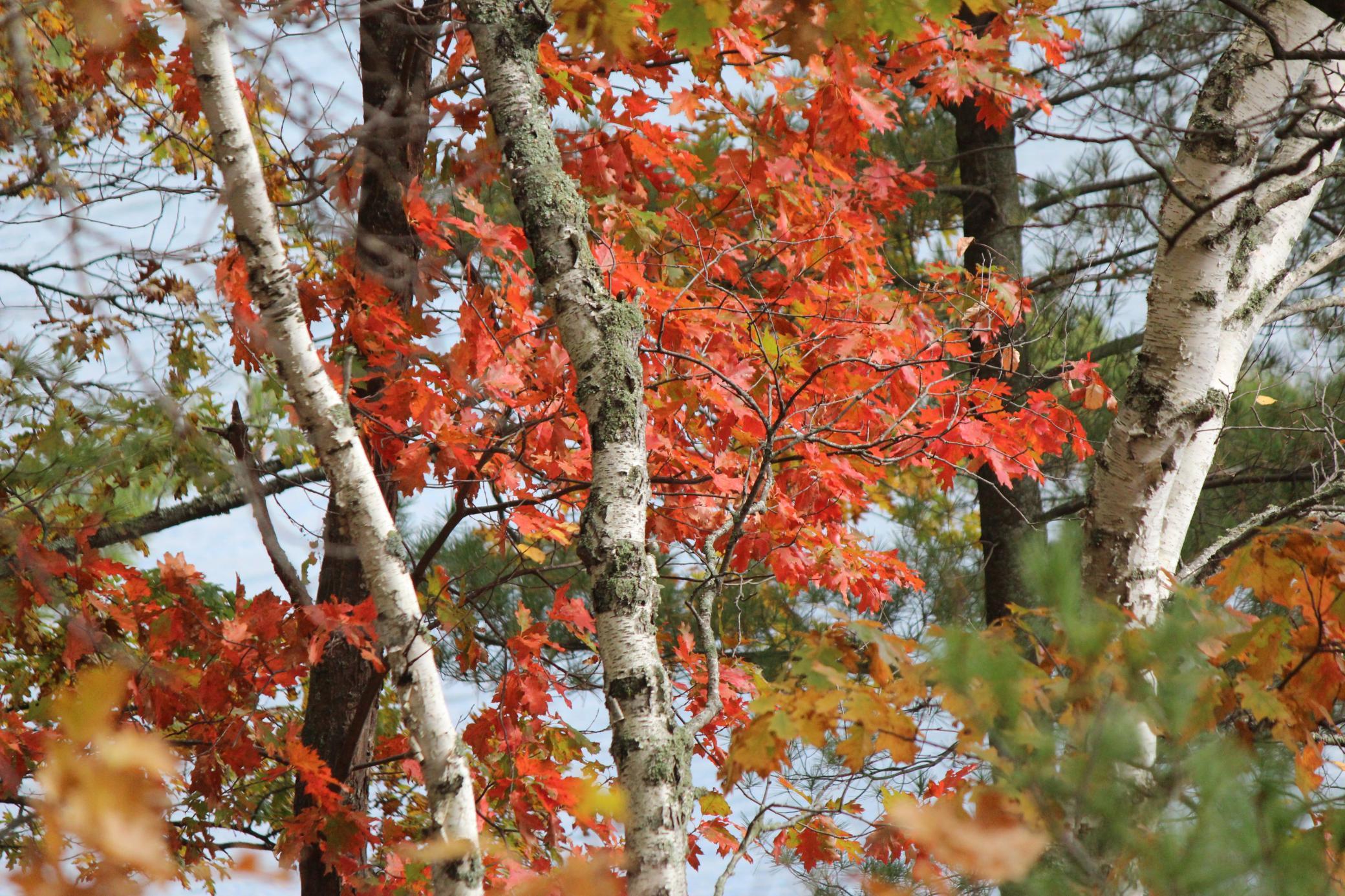 4388 Robin Lane Northwest Hackensack, MN 56452 - Photo 102 of 111