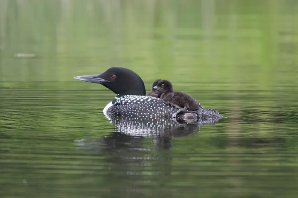$559,900 | 4388 Robin Lane Northwest, Hackensack, MN 56452