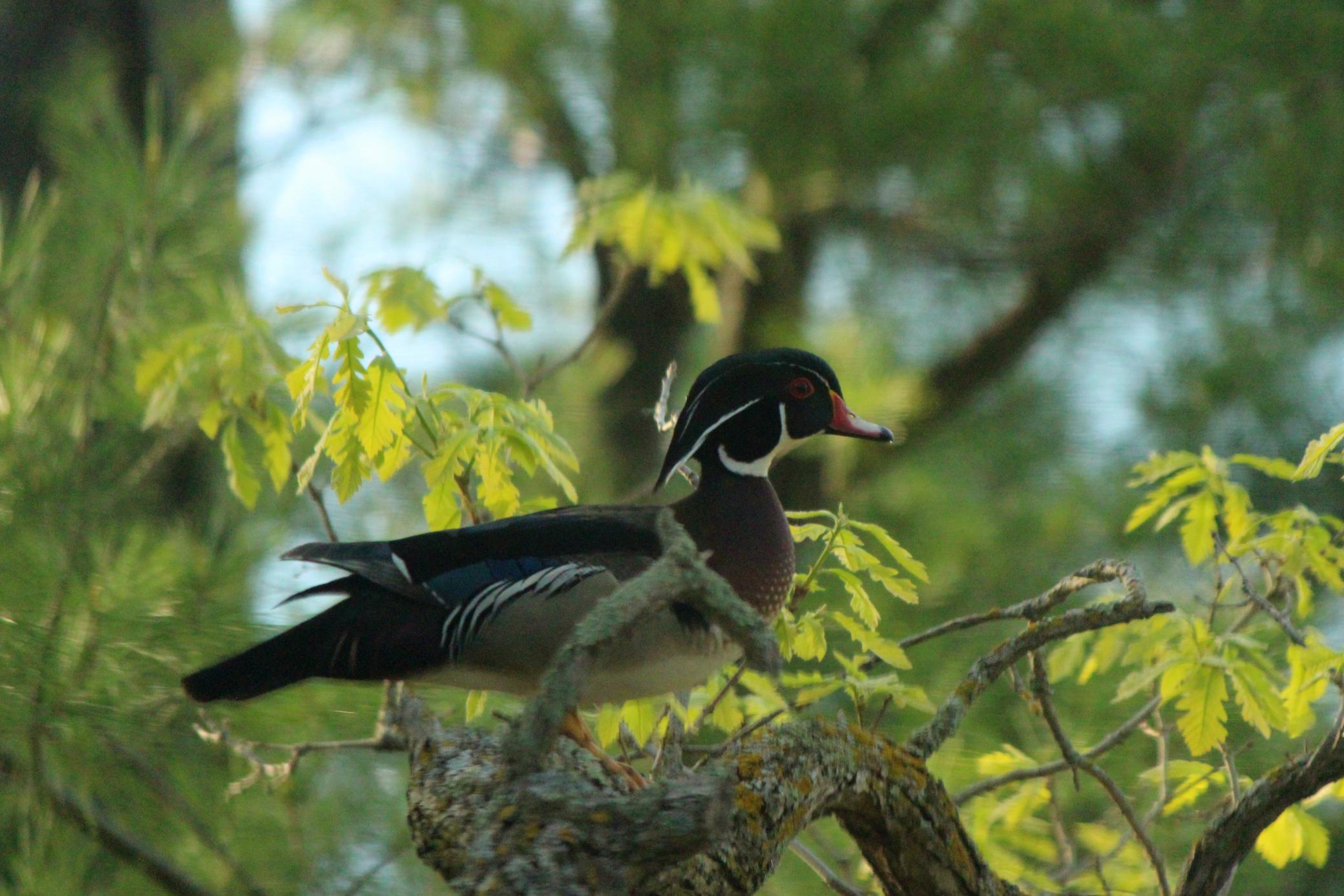 4388 Robin Lane Northwest Hackensack, MN 56452 - Photo 107 of 111