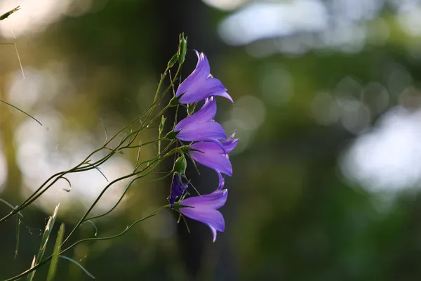 $559,900 | 4388 Robin Lane Northwest, Hackensack, MN 56452