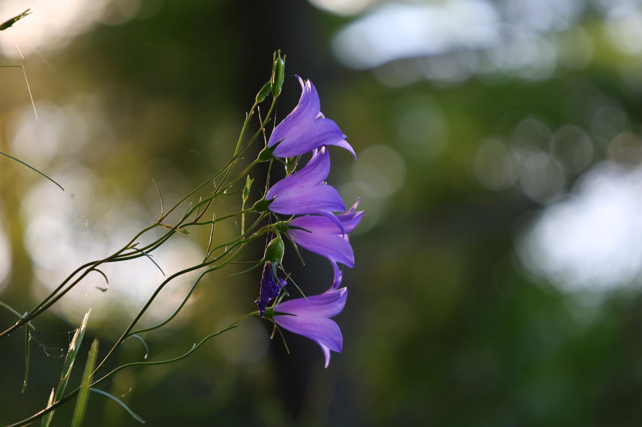 4388 Robin Lane Northwest Hackensack, MN 56452 - Photo 108 of 111