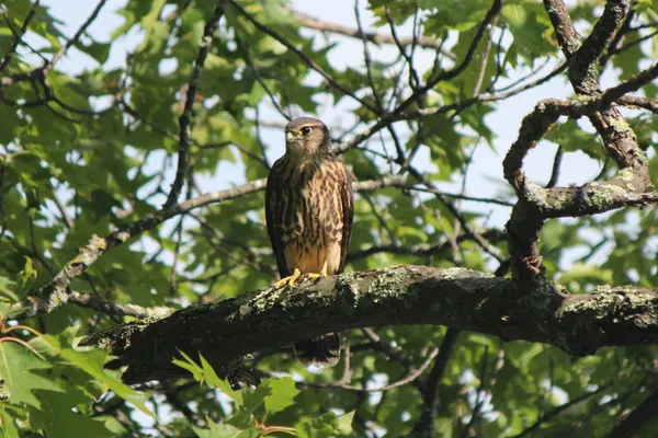 $559,900 | 4388 Robin Lane Northwest, Hackensack, MN 56452