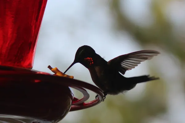 $559,900 | 4388 Robin Lane Northwest, Hackensack, MN 56452