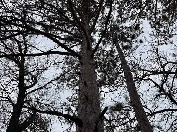 $559,900 | 4388 Robin Lane Northwest, Hackensack, MN 56452