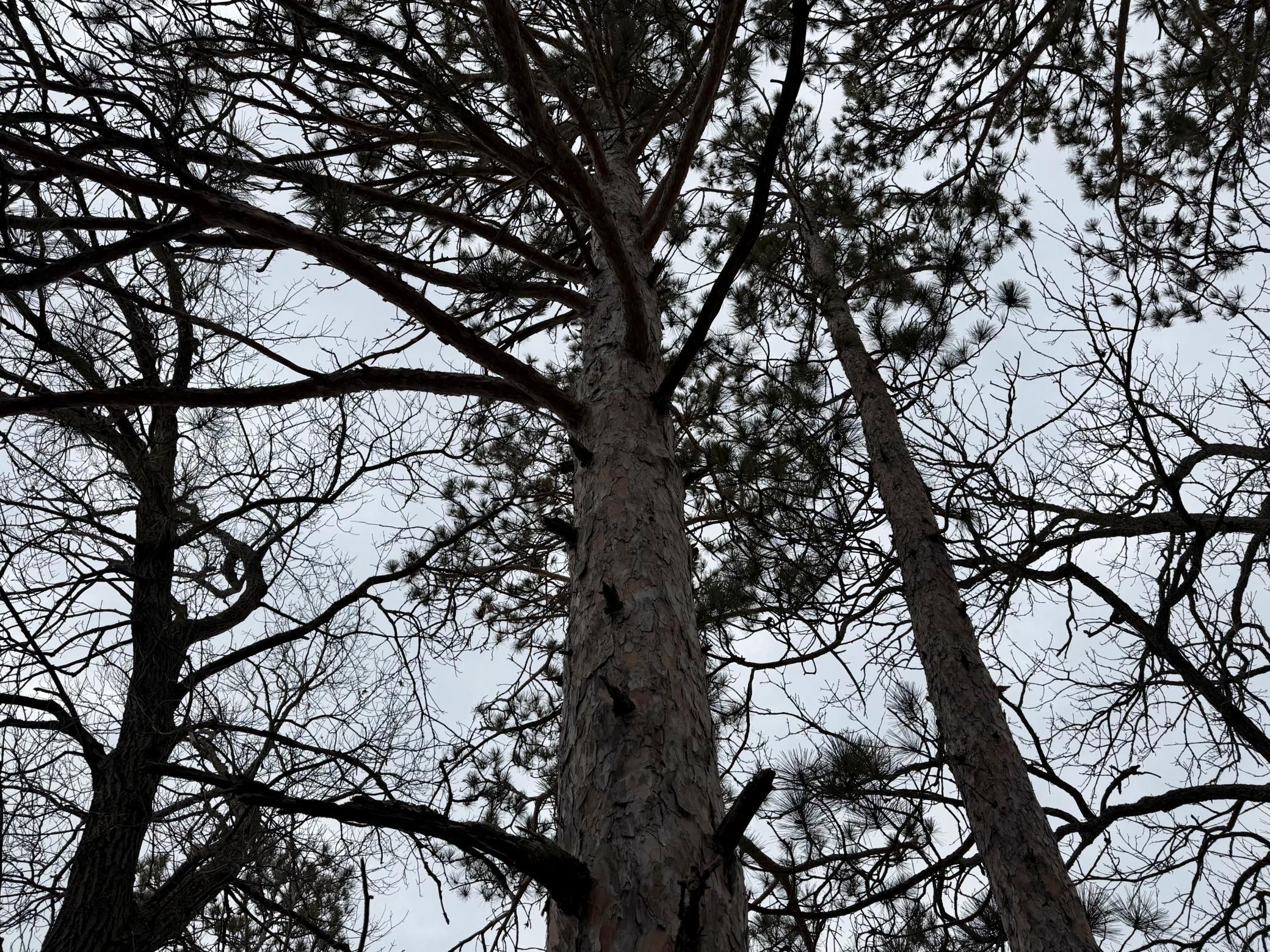 4388 Robin Lane Northwest Hackensack, MN 56452 - Photo 78 of 111